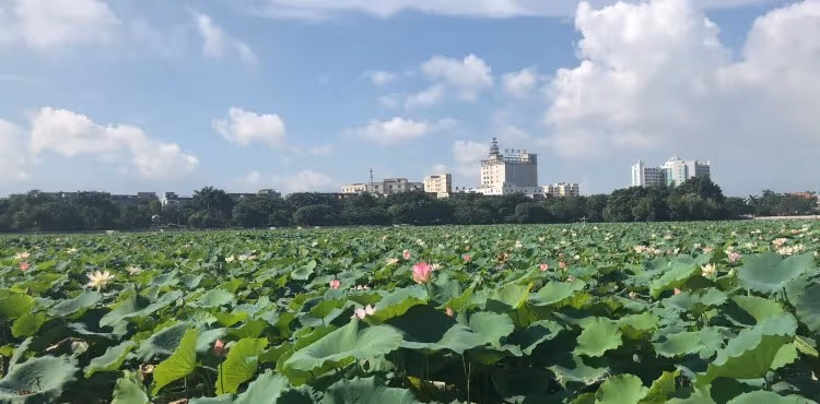酒店早餐後→前往參加【旅遊新品線路分享會】→ 午餐【酒店自助午 餐】→ 前往【橋頭蓮湖公園】打卡夏日限定絕美荷景→遊畢乘車返深圳關口,結束愉快之旅!