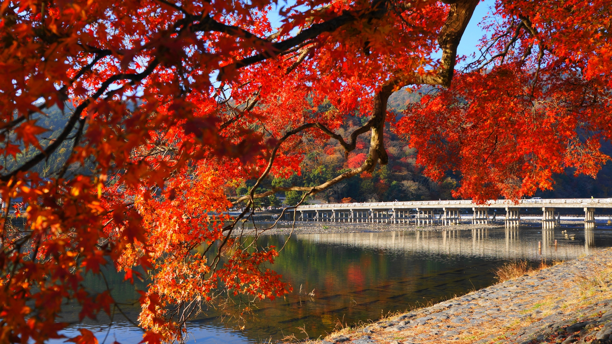 京都 > 日本三景之一、天橋立 ViewLand (包乘飛龍觀展望台纜車) > 世界遺產、平等院 > 嵐山渡月橋、友禪之光林 > 大阪